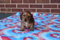 Jay Jay  M      ACA, a male Dachshund for sale in Westminster, SC – Photo 8 of 10
