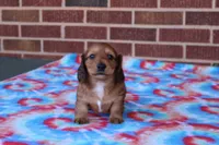 Jay Jay  M      ACA, a male Dachshund for sale in Westminster, SC – Photo 7 of 10