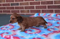 Jay Jay  M      ACA, a male Dachshund for sale in Westminster, SC – Photo 6 of 10