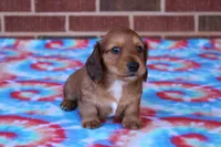 Jay Jay  M      ACA, a male Dachshund for sale in Westminster, SC – Photo 1 of 10