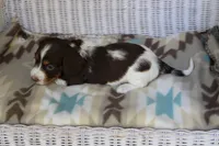 Bernie..M.   AKC , a male Dachshund for sale in Westminster, SC – 2 of 10