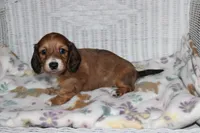 Arabella. F AKC mc# 9103, a female Dachshund for sale in Westminster, SC – 6 of 10