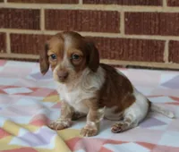 Reba. F  ACA , a female Dachshund for sale in Westminster, SC – Photo 6 of 10