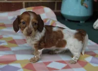 Reba. F  ACA , a female Dachshund for sale in Westminster, SC – Photo 2 of 10