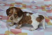 Reba. F  ACA , a female Dachshund for sale in Westminster, SC – Photo 4 of 10