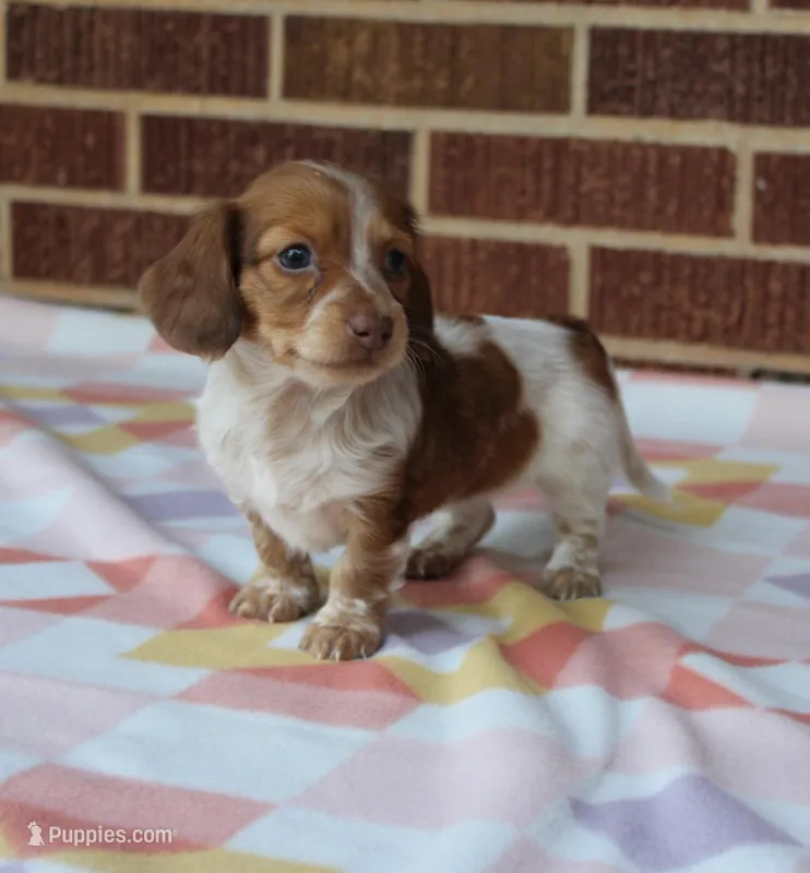 Reba. F  ACA  – Dachshund puppy for sale in Westminster, SC