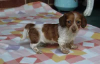 Reba. F  ACA , a female Dachshund for sale in Westminster, SC – Photo 3 of 10