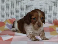 Reba. F  ACA , a female Dachshund for sale in Westminster, SC – Photo 5 of 10