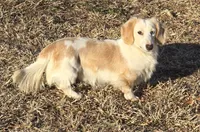 Reba. F  ACA , a female Dachshund for sale in Westminster, SC – Photo 10 of 10