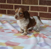 Reba. F  ACA , a female Dachshund for sale in Westminster, SC – Photo 8 of 10