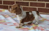 Reba. F  ACA , a female Dachshund for sale in Westminster, SC – Photo 7 of 10