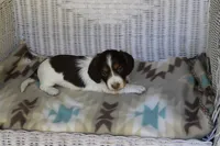 Bernie..M.   AKC , a male Dachshund for sale in Westminster, SC – 5 of 10
