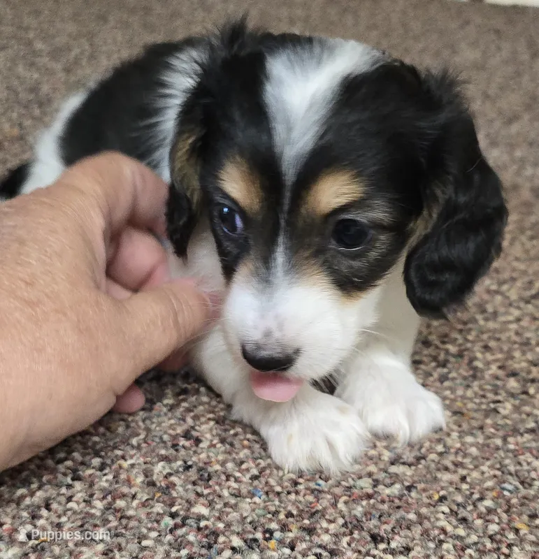 Cookie F  AKC – Dachshund puppy on hold in Westminster, SC