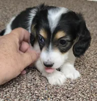 Cookie F  AKC, a female Dachshund for sale in Westminster, SC – 1 of 10