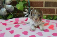 Bella. F  AKC, a female Dachshund for sale in Westminster, SC – 4 of 10