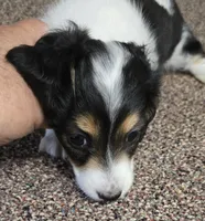 Cookie F  AKC, a female Dachshund for sale in Westminster, SC – 7 of 10