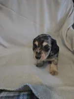 Gizmo. M   ACA, a male Dachshund for sale in Westminster, SC – 8 of 10