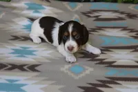 Bernie..M.   AKC , a male Dachshund for sale in Westminster, SC – 7 of 10