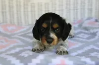 Bonnie.  F.  AKC , a female Dachshund for sale in Westminster, SC – 8 of 10