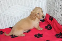 Doc M Cream, a male Dachshund for sale in Westminster, SC – 1 of 9