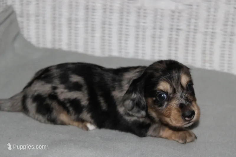 Gizmo. M   ACA, a male Dachshund for sale in Westminster, SC – 1 of 10
