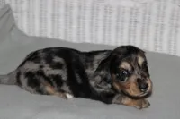 Gizmo. M   ACA, a male Dachshund for sale in Westminster, SC – 1 of 10