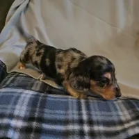 Gizmo. M   ACA, a male Dachshund for sale in Westminster, SC – 5 of 10