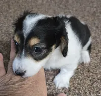 Cookie F  AKC, a female Dachshund for sale in Westminster, SC – 4 of 10