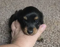 Pipsqueak  F  AKC, a female Dachshund for sale in Westminster, SC – 5 of 8