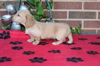 Doc M Cream, a male Dachshund for sale in Westminster, SC – 4 of 9