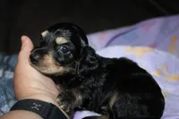Prince.     M.   ACA, a male Dachshund for sale in Westminster, SC – 1 of 9