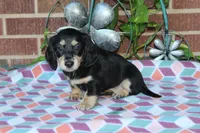 Patty. F AKC mchip #4767, a female Dachshund for sale in Westminster, SC – 8 of 10