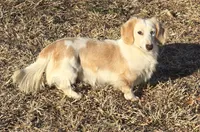Cookie F  AKC, a female Dachshund for sale in Westminster, SC – 9 of 10