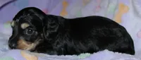 Prince.     M.   ACA, a male Dachshund for sale in Westminster, SC – 3 of 9