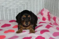 Athena. F AKC. Mchip # 9109, a female Dachshund for sale in Westminster, SC – 2 of 10