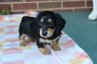 Doris  F. AKC. Mchip#4774, a female Dachshund for sale in Westminster, SC – 5 of 9