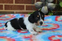 Benji.     F.    AKC , a female Dachshund for sale in Westminster, SC – 3 of 10