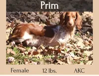 Bonnie.  F.  AKC , a female Dachshund for sale in Westminster, SC – 9 of 10