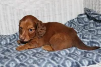 Asher M. AKC  mchip #9111, a male Dachshund for sale in Westminster, SC – 4 of 8