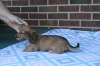 Charlotte.  F  AKC, a female Dachshund for sale in Westminster, SC – 3 of 10