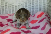 Bella. F  AKC, a female Dachshund for sale in Westminster, SC – 3 of 10