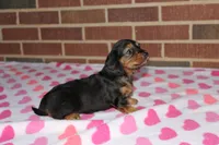 Athena. F AKC. Mchip # 9109, a female Dachshund for sale in Westminster, SC – 3 of 10