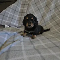 Gunther  M.  ACA, a male Dachshund for sale in Westminster, SC – 4 of 10