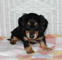 Doris  F. AKC. Mchip#4774, a female Dachshund for sale in Westminster, SC – 3 of 9