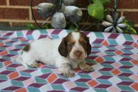 Bessie.  F.   AKC , a female Dachshund for sale in Westminster, SC – 3 of 9