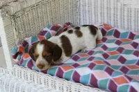 Bessie.  F.   AKC , a female Dachshund for sale in Westminster, SC – 5 of 9