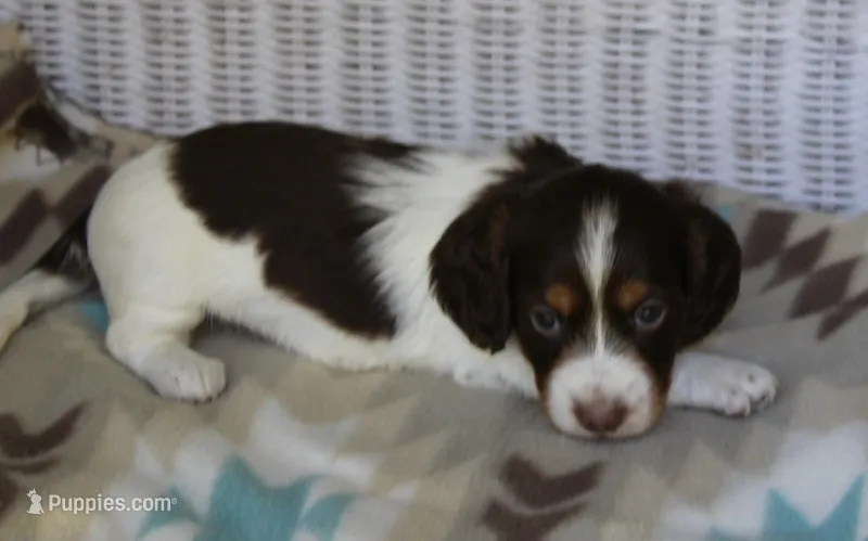 Bernie..M.   AKC  – Dachshund puppy for sale in Westminster, SC