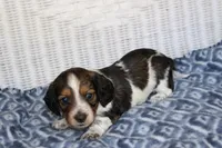 Bubba  M.  AKC, a male Dachshund for sale in Westminster, SC – 7 of 10