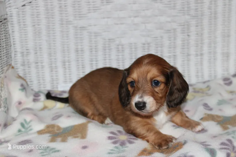Arabella. F AKC mc# 9103 – Dachshund puppy for sale in Westminster, SC