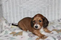 Arabella. F AKC mc# 9103, a female Dachshund for sale in Westminster, SC – 1 of 10